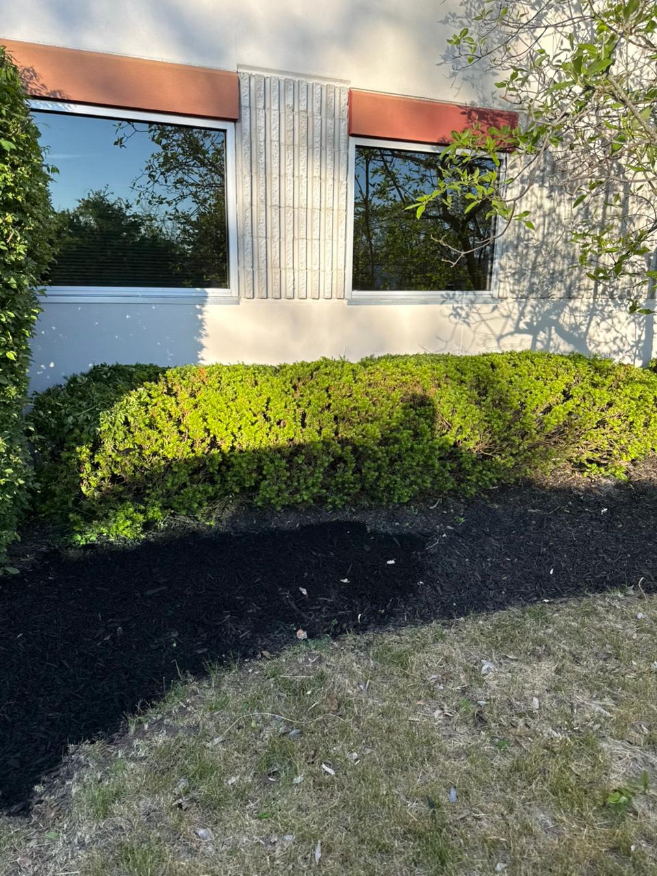 Professional mulching and shrub trimming